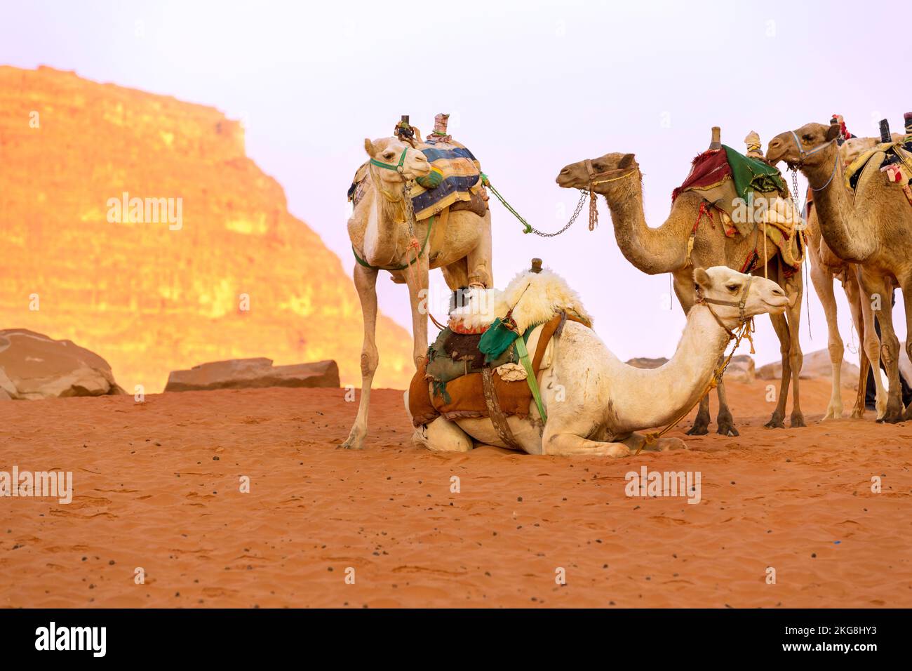Cammelli con sella in piedi nel deserto Giordano Wadi Rum Foto Stock
