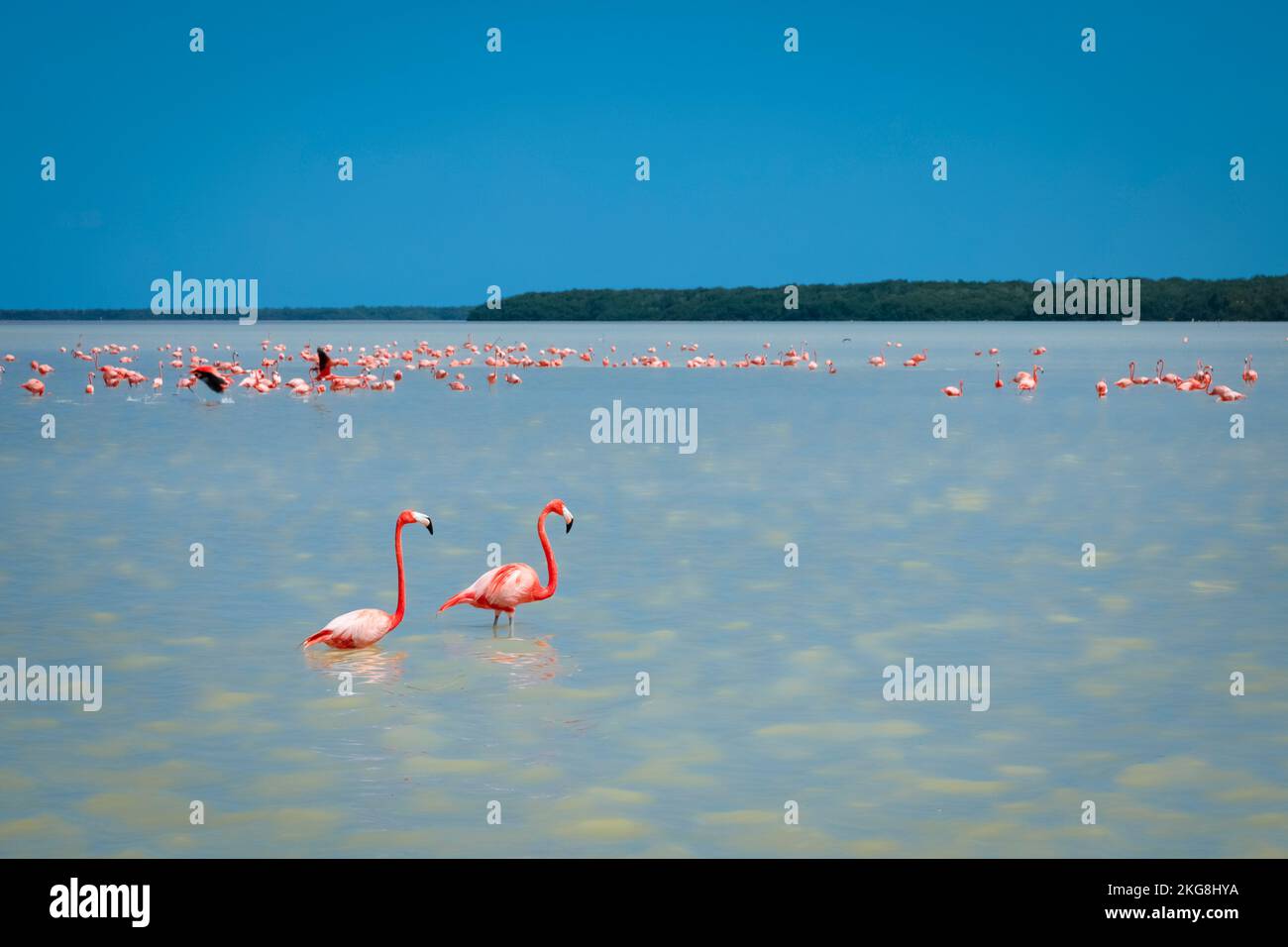 Messico, Celestun, fenicotteri rosa che svanono in acqua a Reserva de la Biosfera Ria Celestun Foto Stock