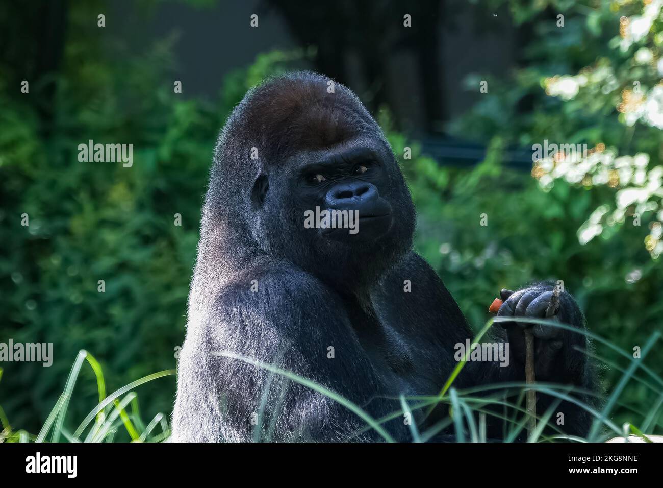 Gorilla, scimmia, maschio dominante seduto in erba, atteggiamento divertente Foto Stock