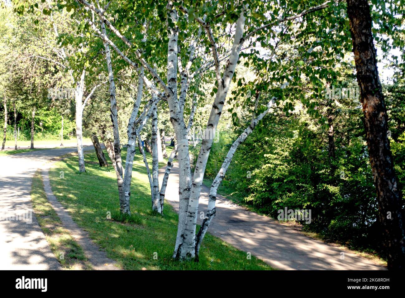 Uno stand di alberi di betulla lungo il Cedar Lake Trail. Minneapolis, Minnesota, Minnesota, USA Foto Stock