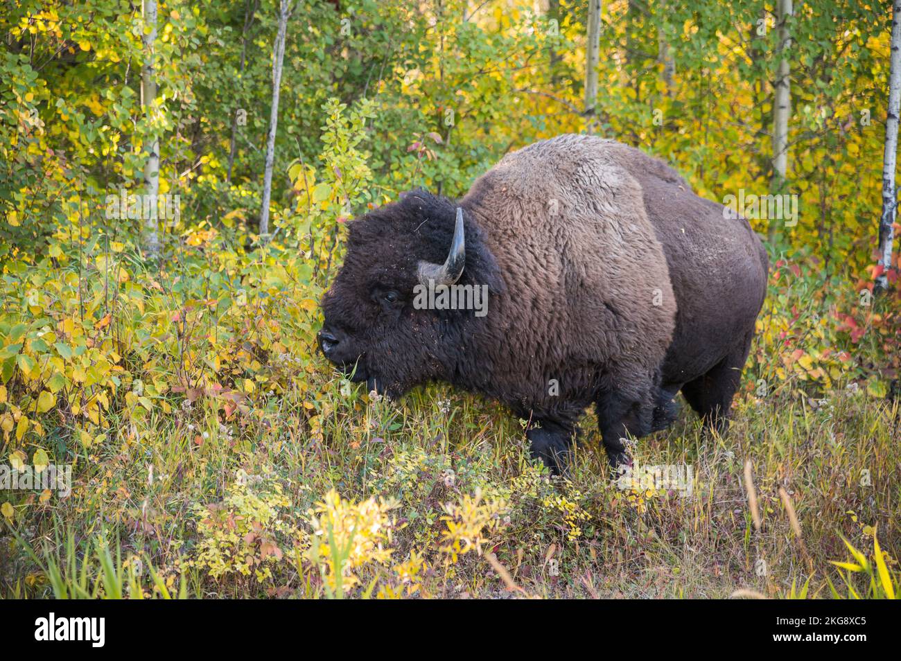 Wild Plains Bison in Autumn Forest, Elk Island National Park, Alberta, Canada Foto Stock