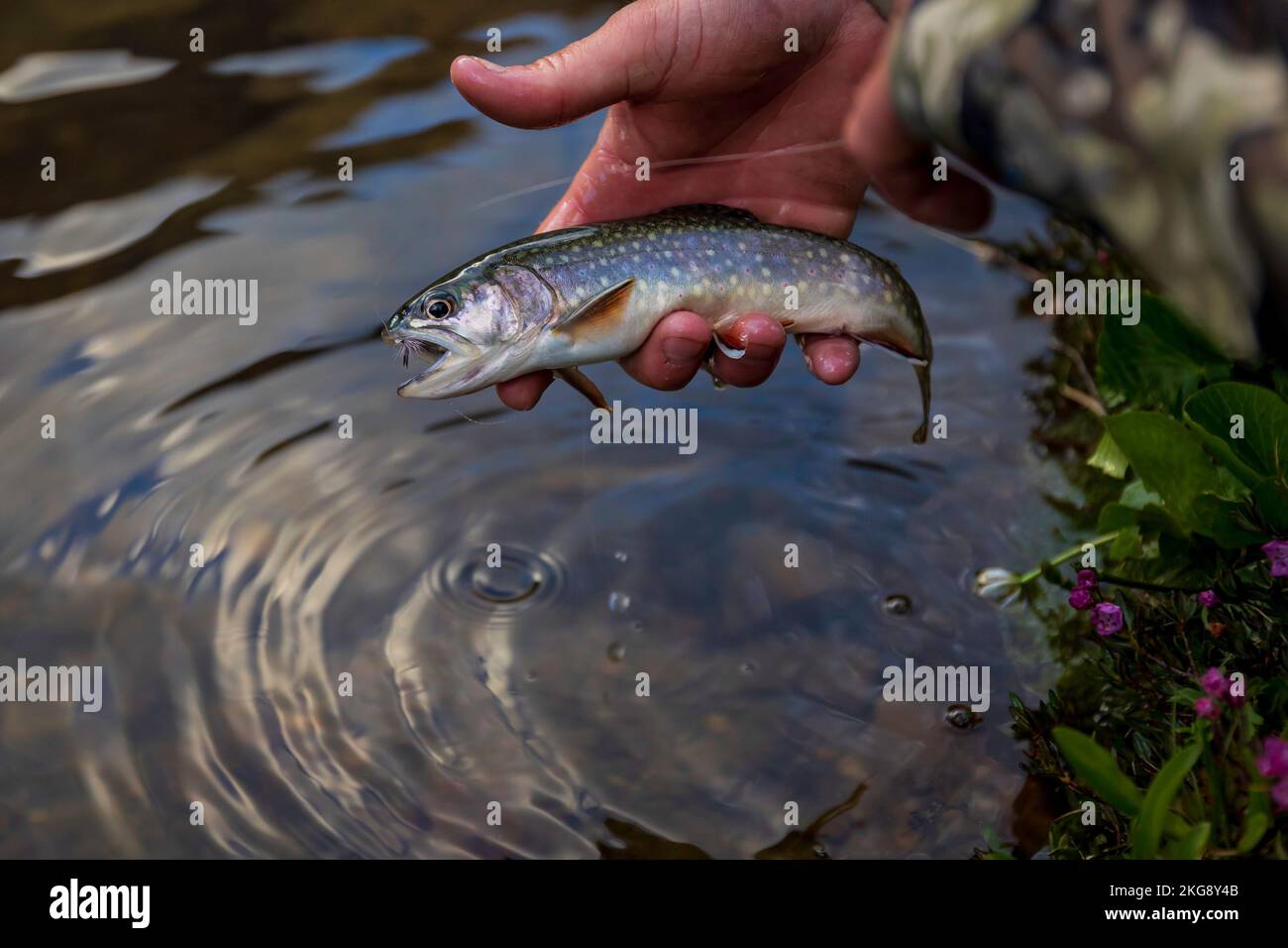 Un pescatore che tiene una trota di Brook sopra un lago Foto Stock