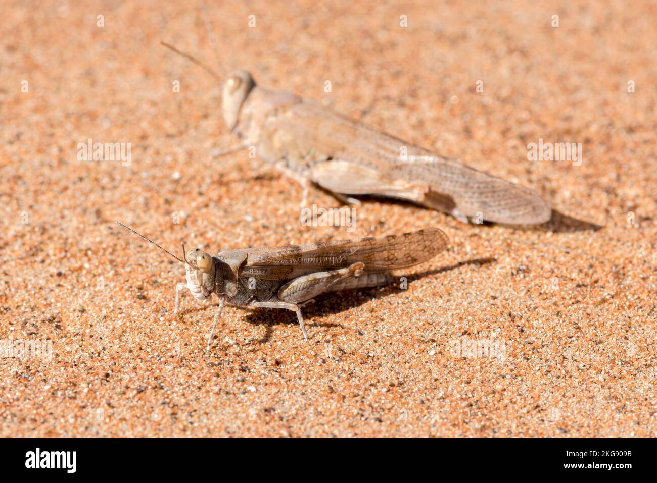 Cavallette nel deserto nel deserto degli Emirati Arabi Uniti, Medio Oriente, osservazione della fauna selvatica Foto Stock