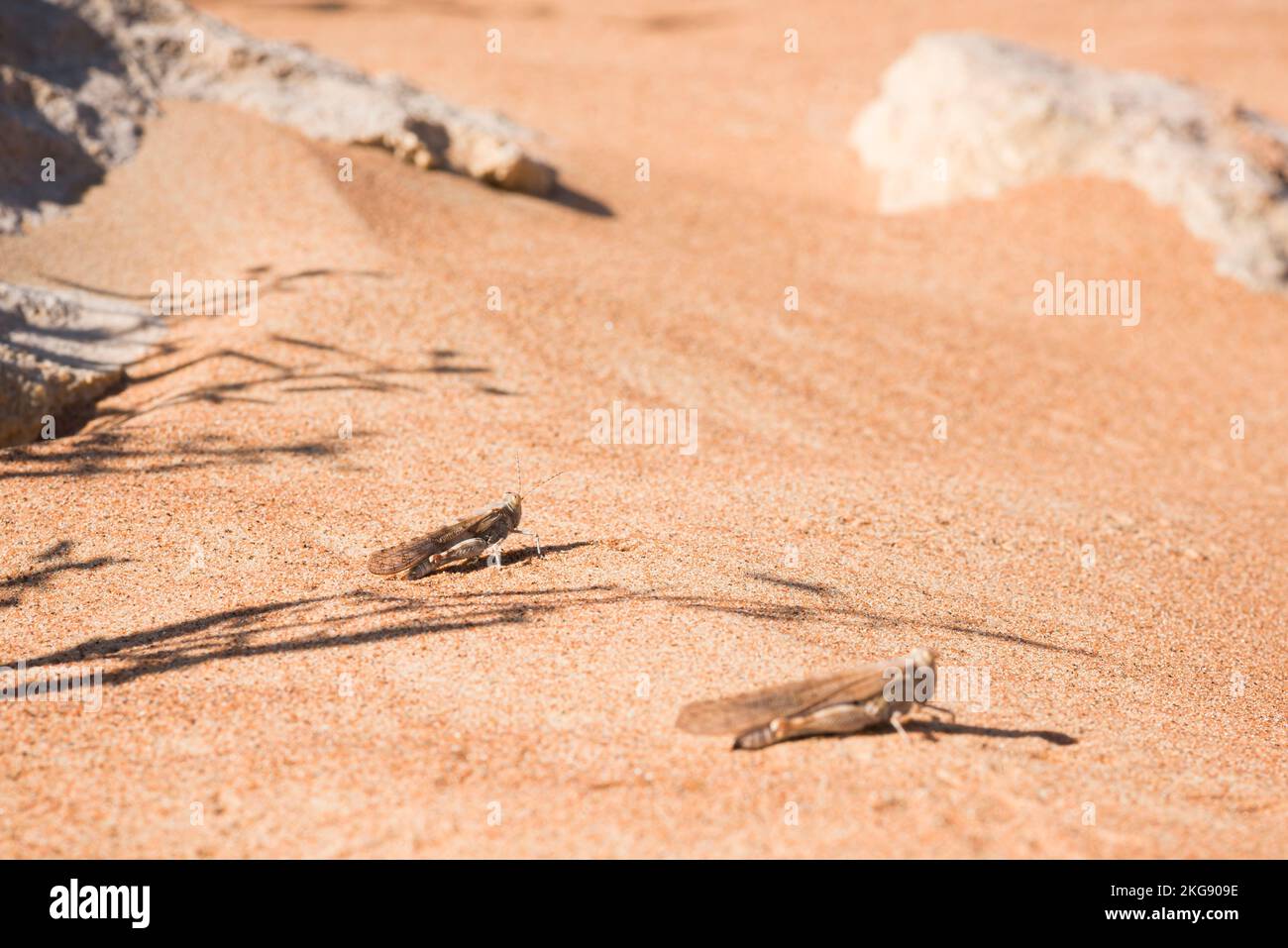 Cavallette nel deserto nel deserto degli Emirati Arabi Uniti, Medio Oriente, osservazione della fauna selvatica Foto Stock