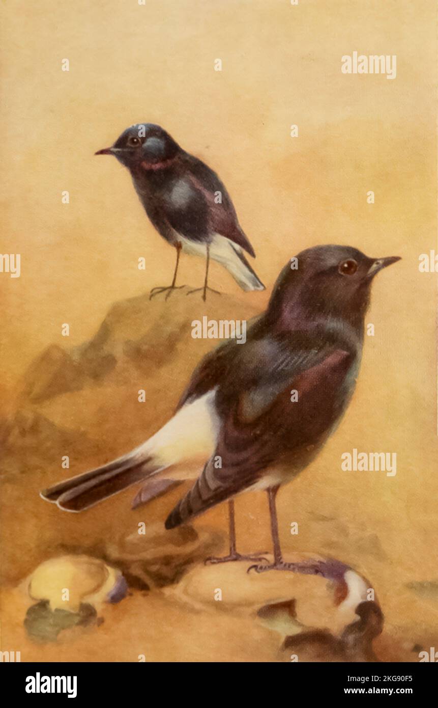 White-rumped Chat dipinto e descritto da Charles Whymper dal libro ' uccelli egiziani ' per la maggior parte visto nella valle del Nilo Pubblicazione data 1909 Editore London, A. e C. Black Foto Stock