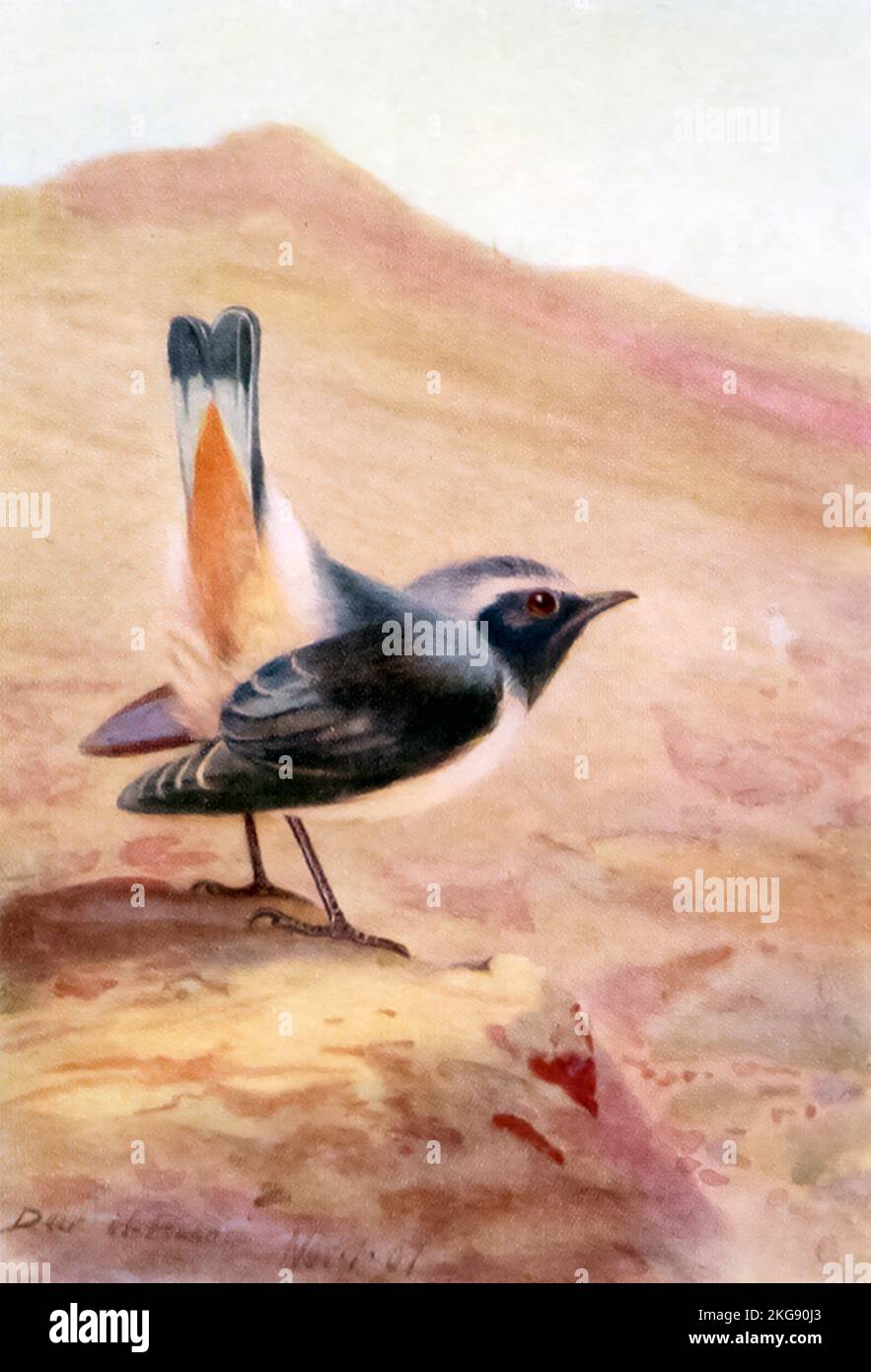 Rosy Chat dipinto e descritto da Charles Whymper dal libro ' uccelli egiziani ' per la maggior parte visto nella valle del Nilo Pubblicazione data 1909 Editore London, A. e C. Black Foto Stock