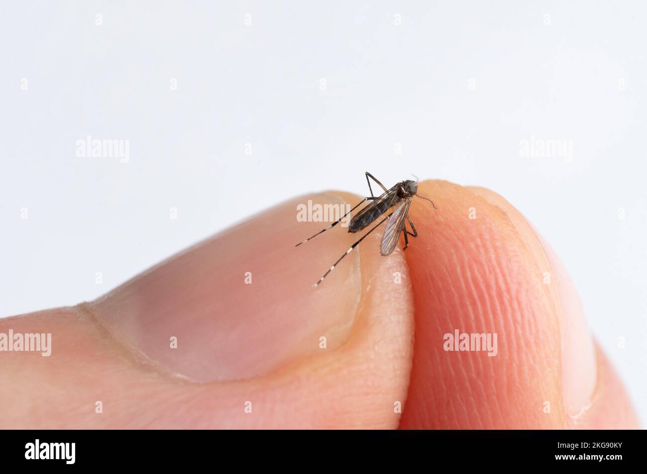 Cattura zanzara pericolosa con le dita macro vista ravvicinata Foto Stock