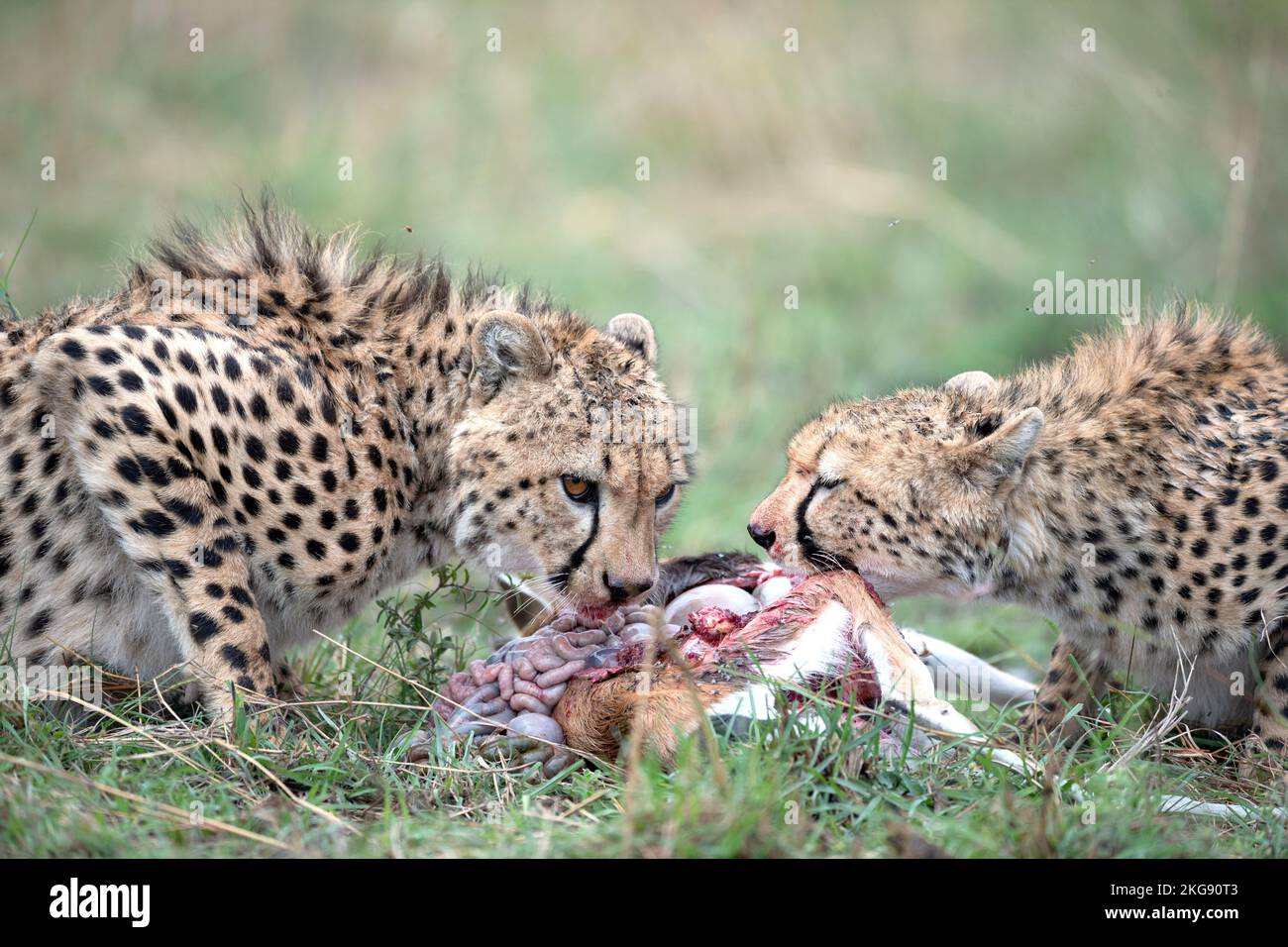 Cheetah dal masaimara keniota savannah Foto Stock