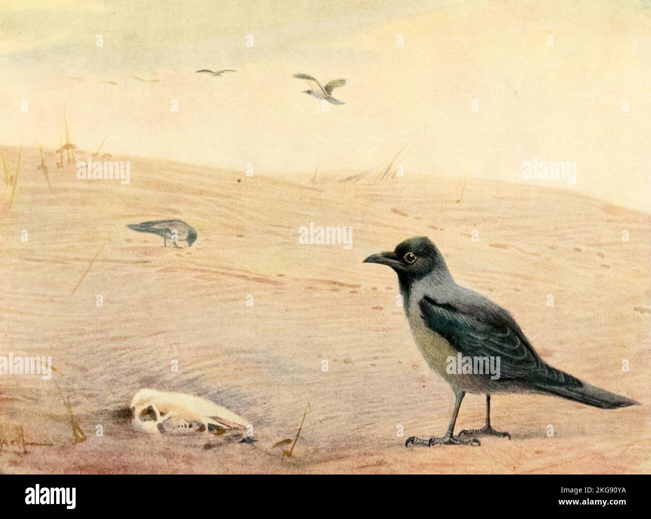 Corvo con cappuccio (Corvus cornix) dipinto e descritto da Charles Whymper dal libro ' uccelli egiziani ' per la maggior parte visto nella valle del Nilo Data di pubblicazione 1909 Editore London, A. e C. Black Foto Stock