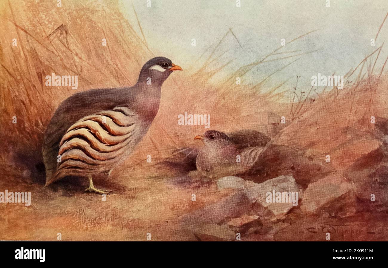 Hey's Sand-Partridge dipinto e descritto da Charles Whymper dal libro ' uccelli egiziani ' per la maggior parte visto nella valle del Nilo Pubblicazione data 1909 Editore Londra, A. e C. Black Foto Stock