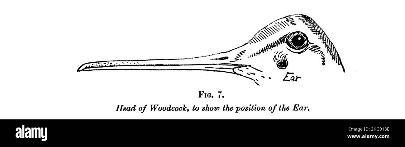 Testa di un Woodcock per mostrare la posizione delle orecchie dipinte e descritte da Charles Whymper dal libro ' uccelli egiziani ' per la maggior parte visto nella valle del Nilo Data di pubblicazione 1909 Editore London, A. e C. Black Foto Stock