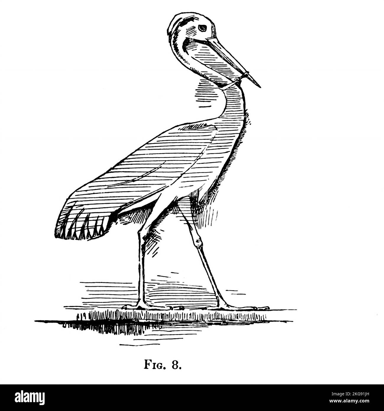 Line art di una gru con la sua testa legata per impedirgli di volare dipinto e descritto da Charles Whymper dal libro ' uccelli egiziani ' per la maggior parte visto nella valle del Nilo Data di pubblicazione 1909 Editore London, A. e C. Black Foto Stock