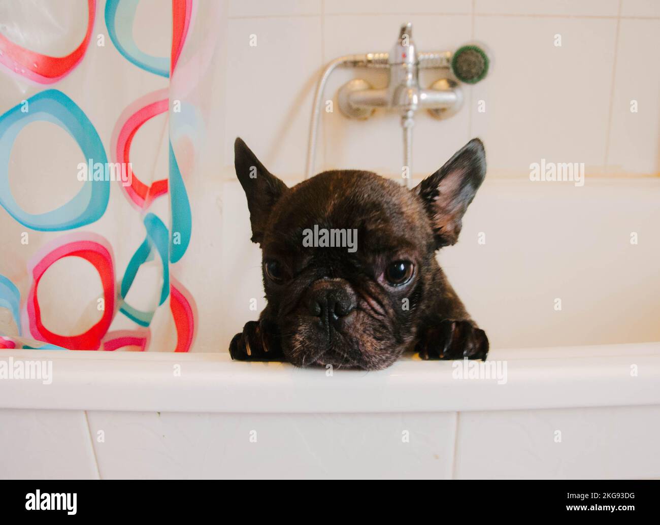 Un primo piano di un bambino nero Bulldog francese in una vasca da bagno  Foto stock - Alamy