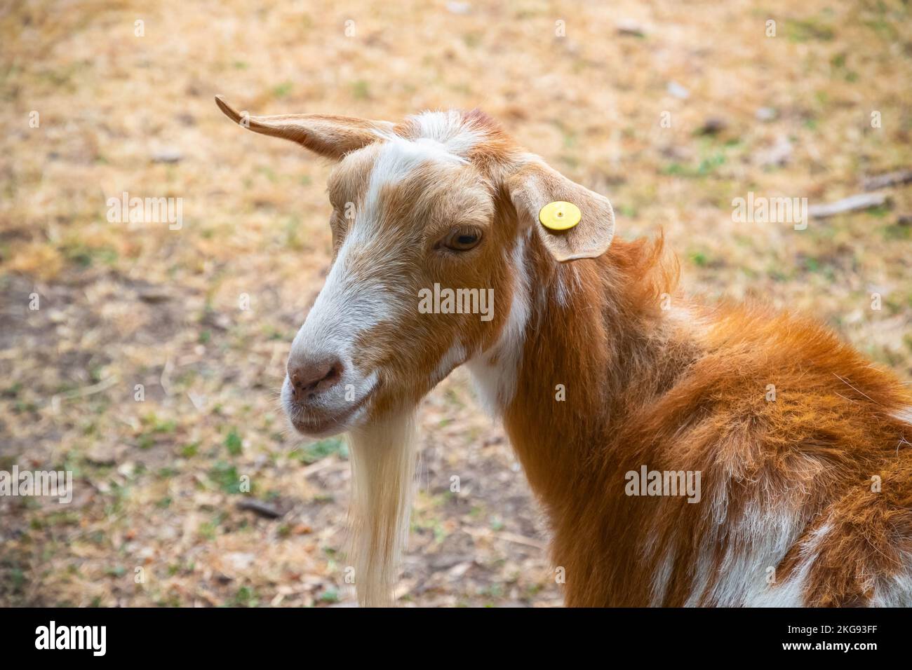 Primo piano della capra Golden Guernsey presso la fattoria di Hackney a Londra, Inghilterra Foto Stock