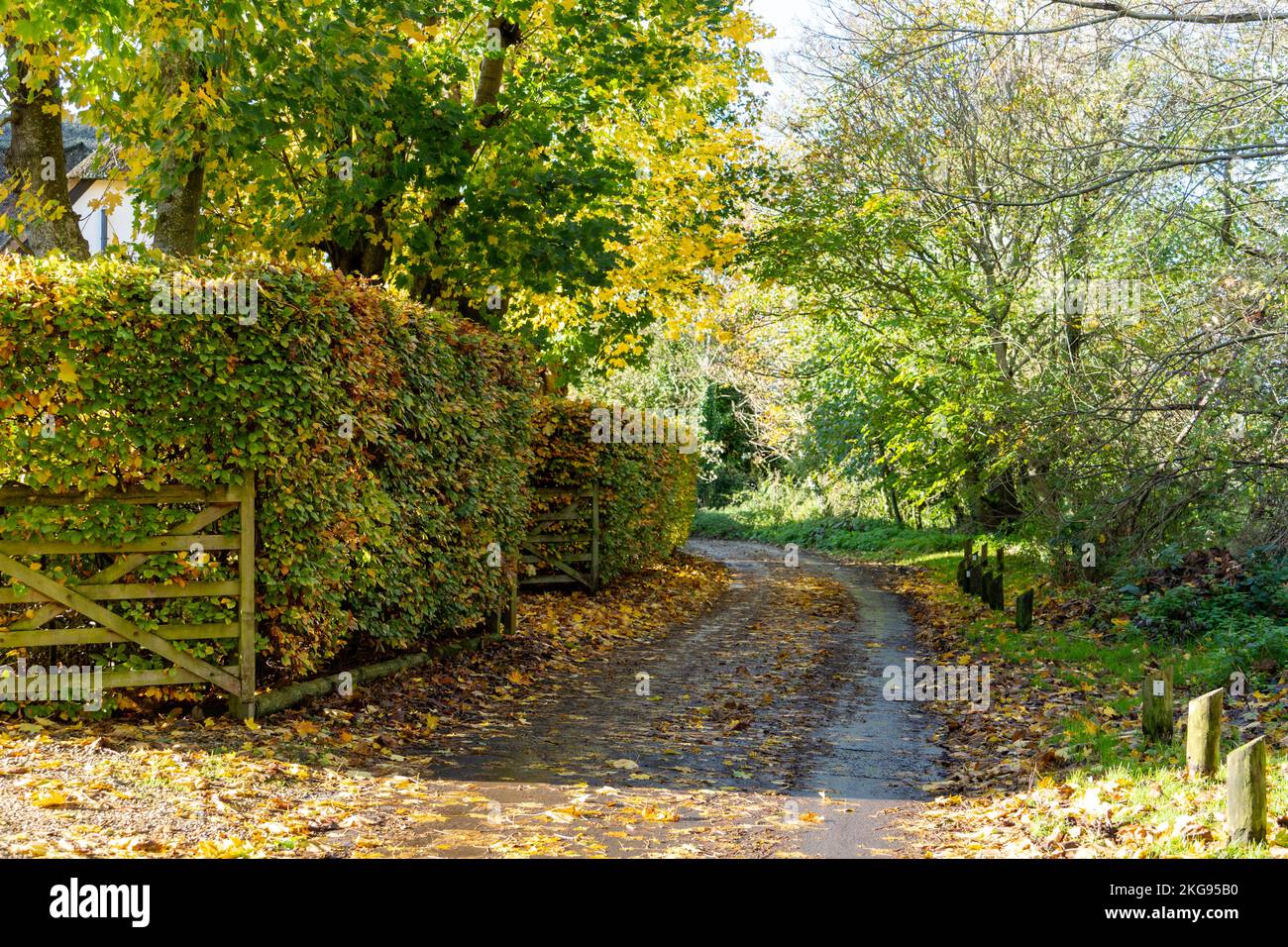 Una tranquilla strada rurale in autunno o autunno, nel villaggio di Tarrant Monkton, Dorset, Inghilterra, Regno Unito Foto Stock