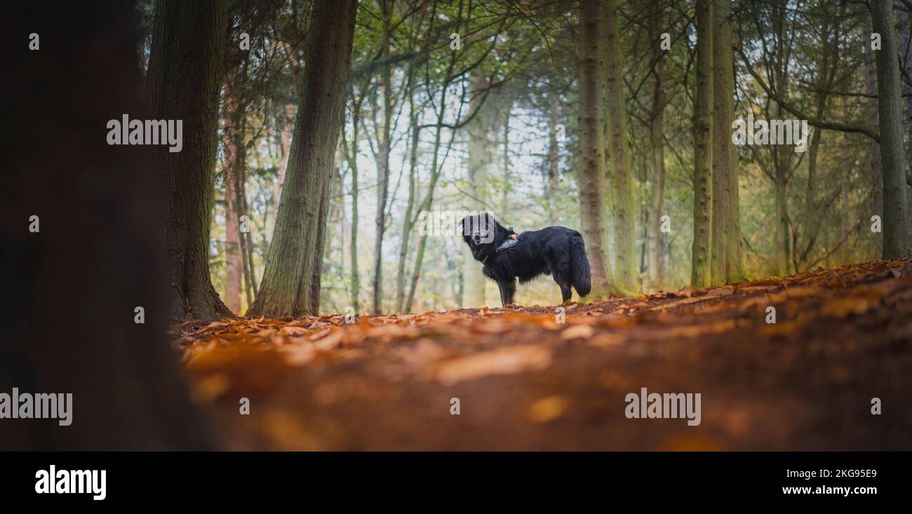Vista laterale di un cane ad angolo basso con alberi di foresta e un primo piano foresta autunnale Foto Stock