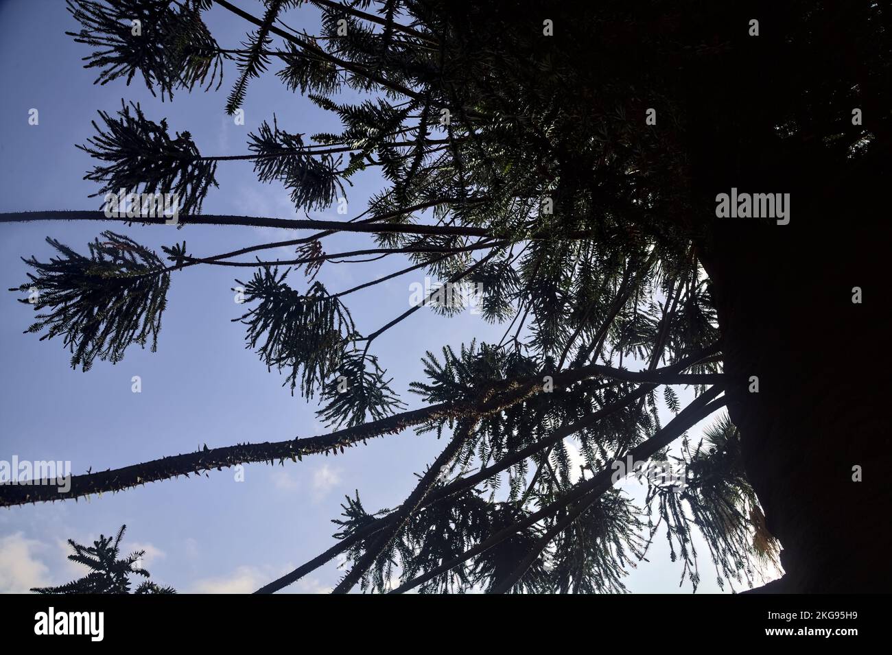 Pino Bunya in un giardino illuminato dal sole Foto Stock