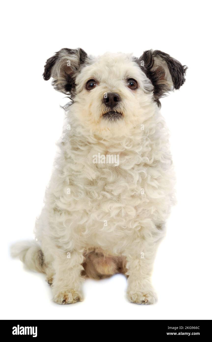 Piccolo Cane seduto su sfondo bianco Foto Stock