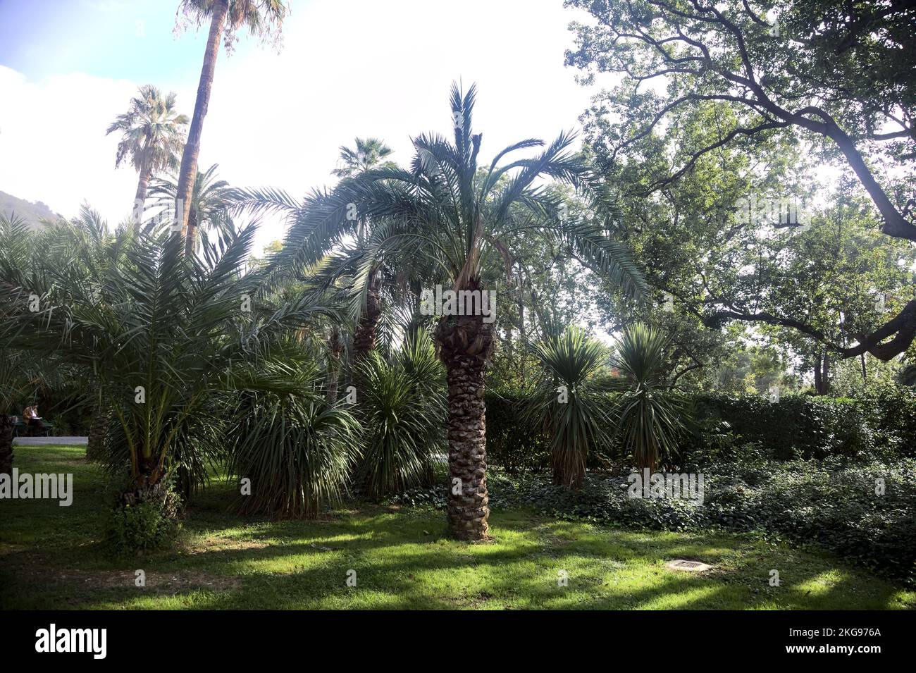 Palma isolata su un prato delimitato da cespugli in un parco Foto Stock