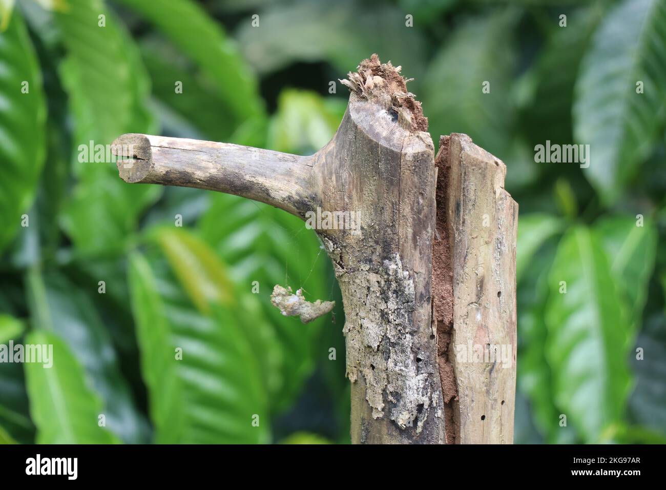 Legno secco a forma di uncino su fondo naturale a foglia verde Foto Stock