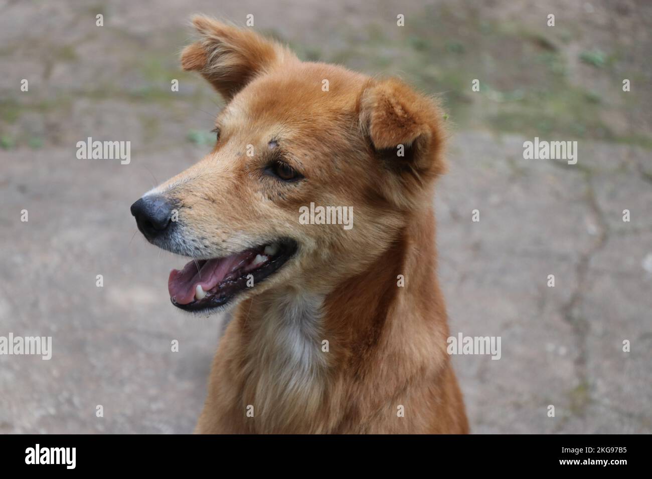 Un cane di campagna di razza pura con un volto felice all'aperto con una luce naturale Foto Stock