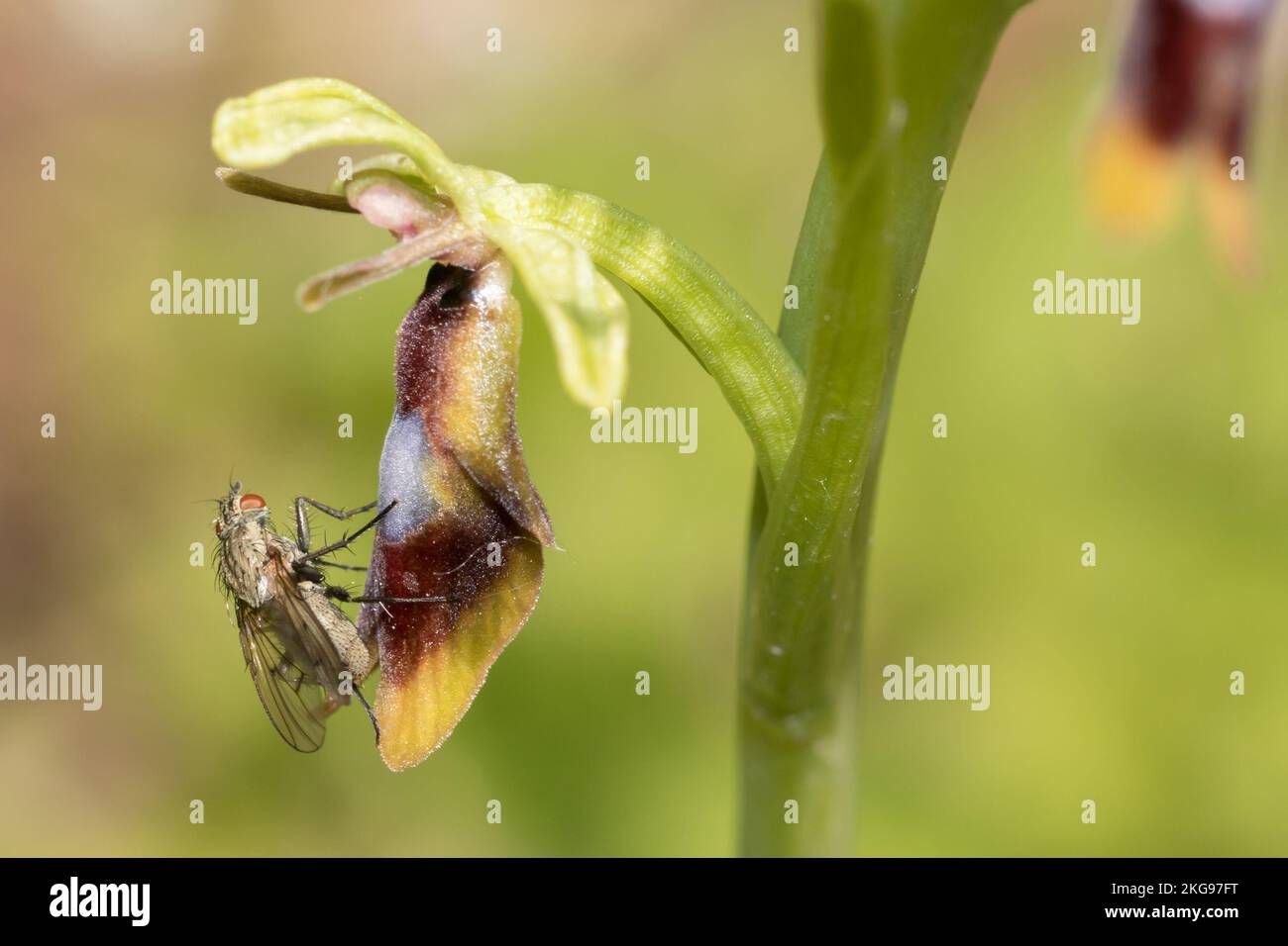 Fly Orchid (Ophrys insettifera) con la mosca. West Sussex, Regno Unito. Foto Stock