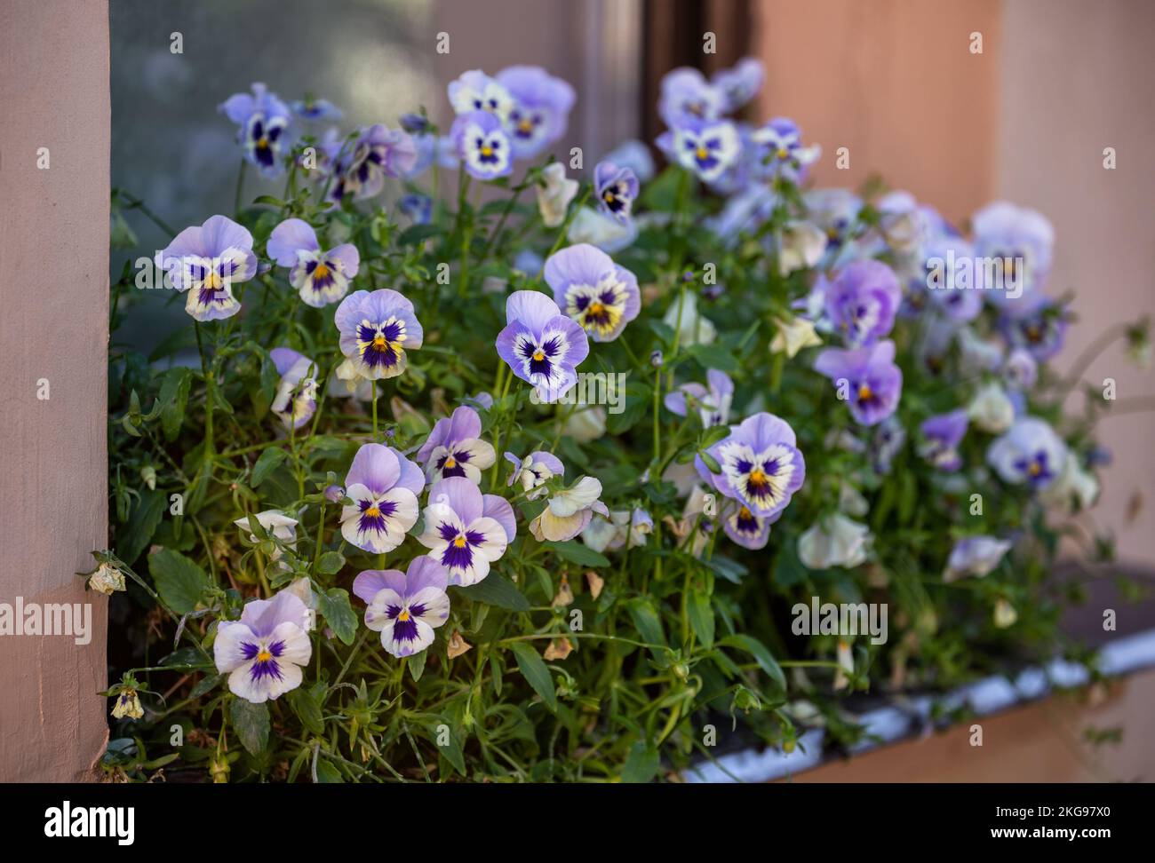 Scatola di fiori con vaschette in lilla. Giardino sul davanzale Foto Stock
