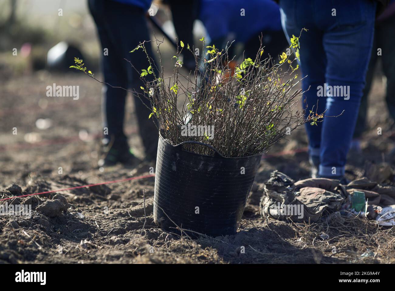 Dettagli con una benna piena di albero che si semina durante un'attività di semina su un campo sporco di rifiuti. Foto Stock