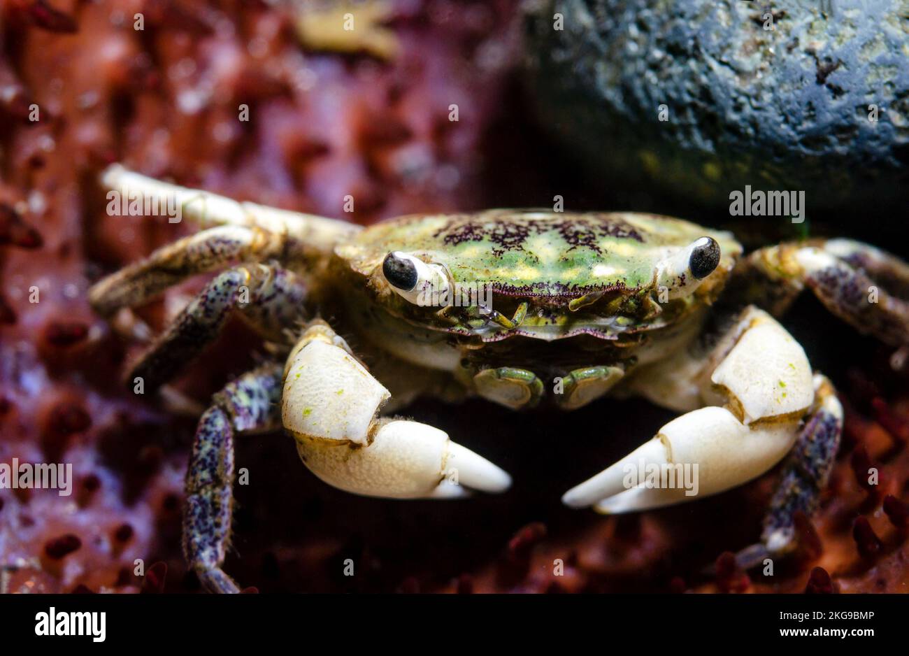 Granchio da riva (Hemigrapsus oregonensis) Foto Stock