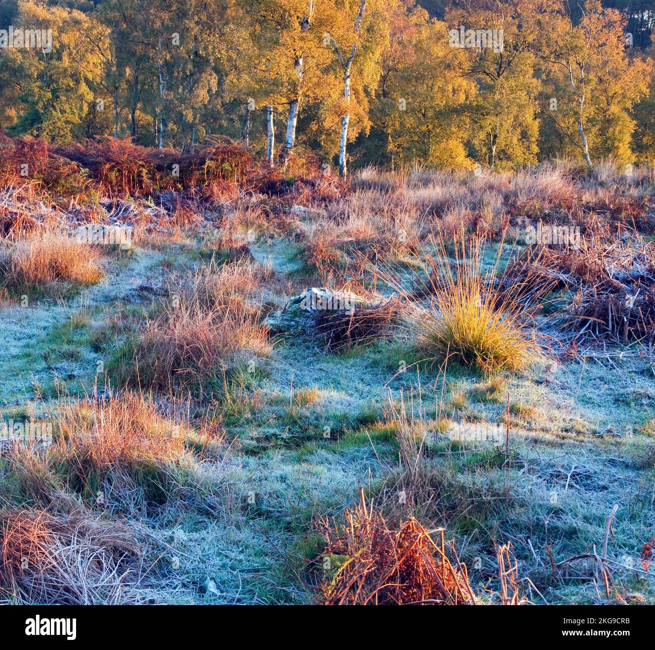 La brina su Heath autunno del mattino a Cannock Chase AONB (area di straordinaria bellezza naturale) in Inghilterra Staffordshire REGNO UNITO Foto Stock