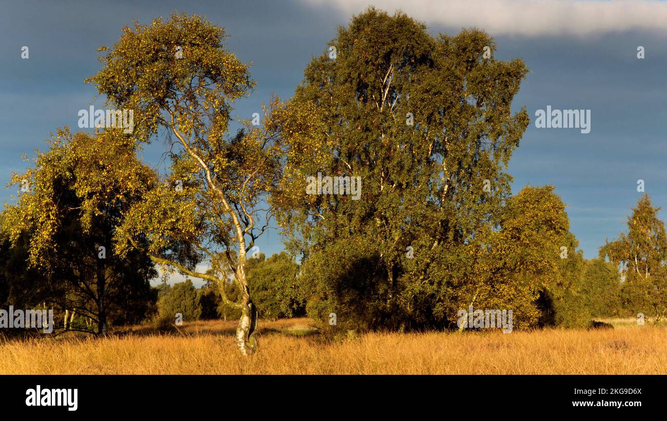 Sentieri attraverso la brughiera con alberi in tutta la loro gloria autunnale con sfumature stagionali e tinte sulla Cannock Chase Area di straordinaria bellezza naturale Foto Stock
