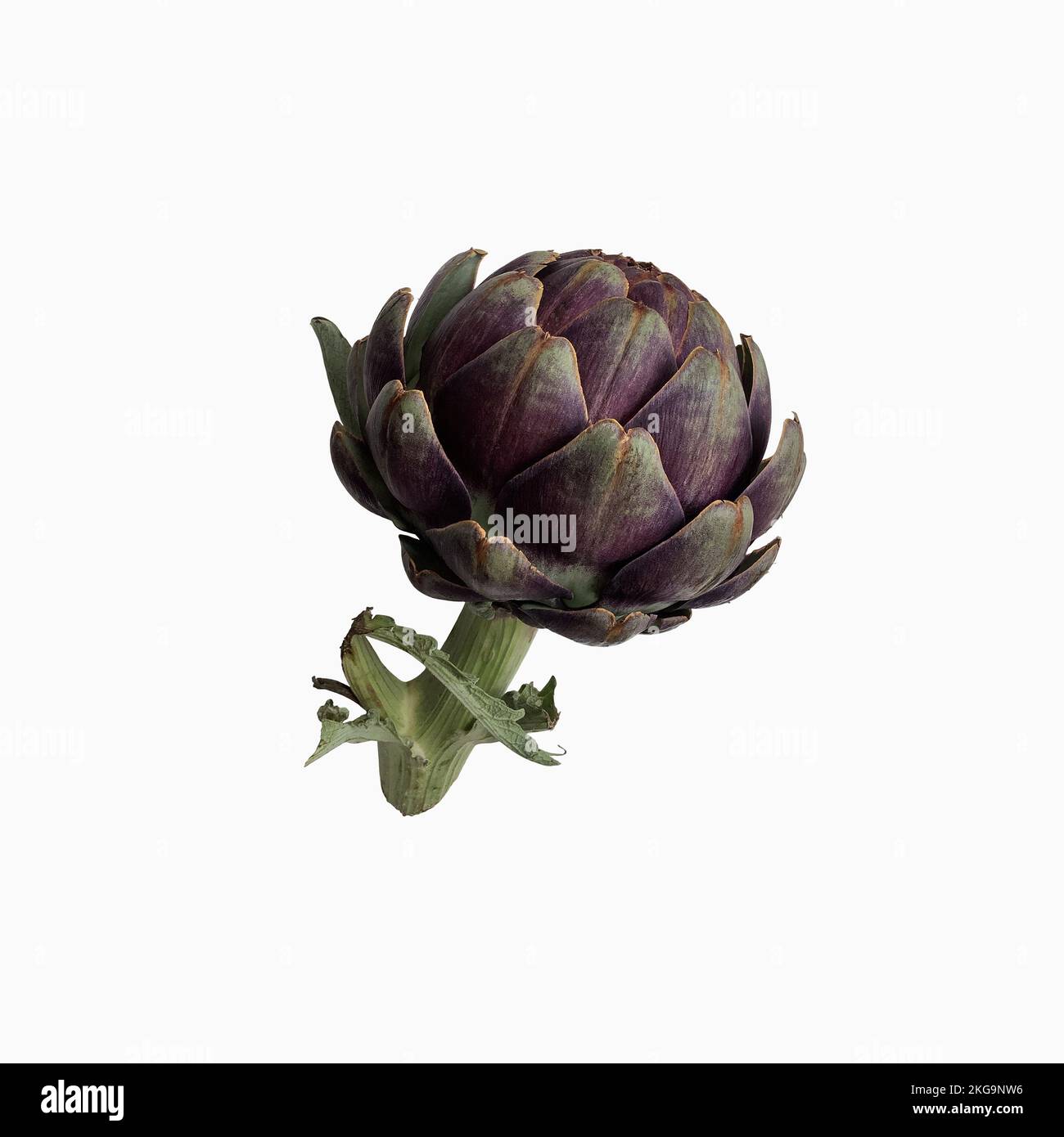 Carciofo fresco violetto vegetale ritaglio primo piano, cibo crudo dieta biologica concetto, clipping path Foto Stock