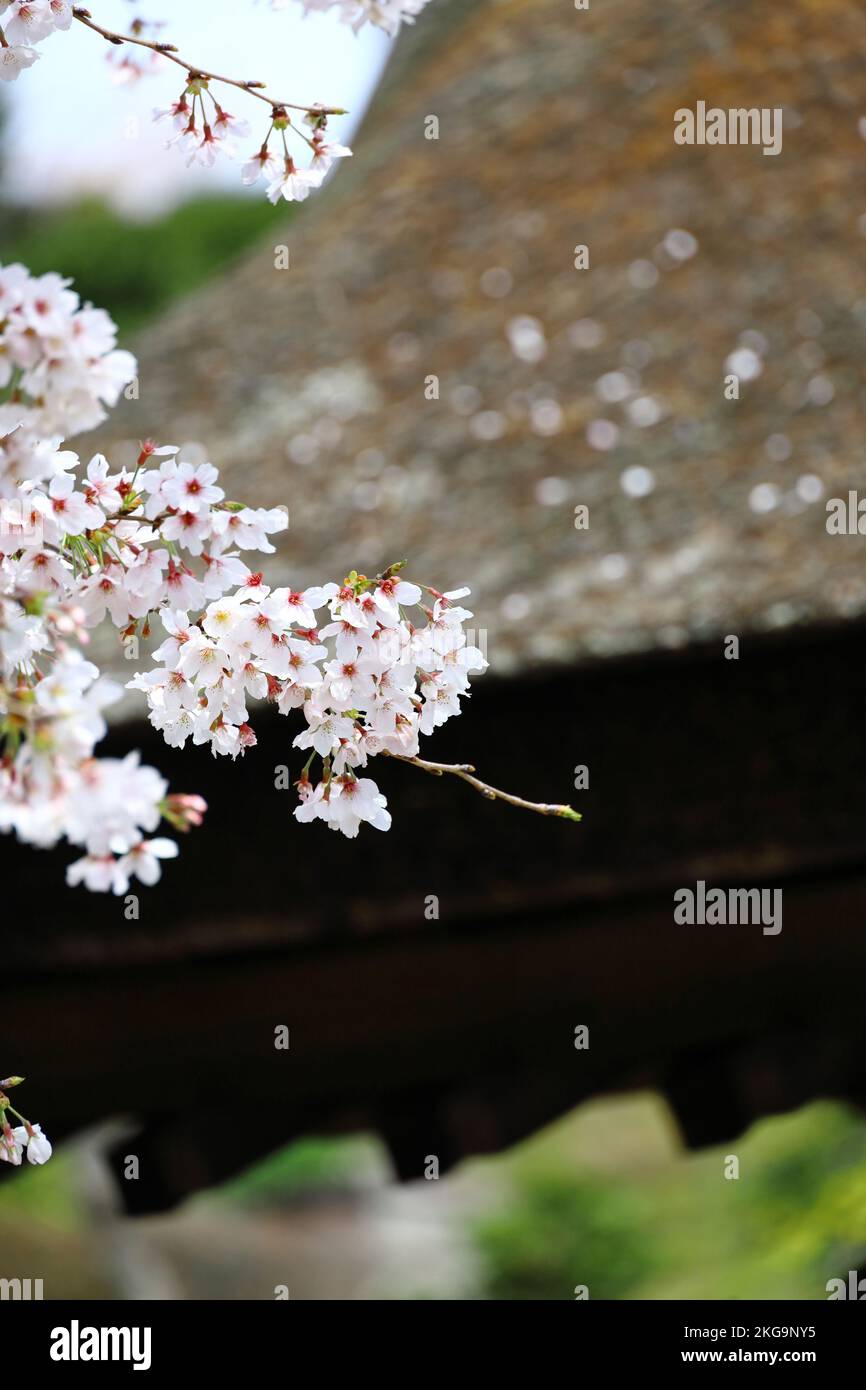 Scenario di Kamakura, Giappone, fiori di ciliegia e grovie di tetto di paglia Foto Stock