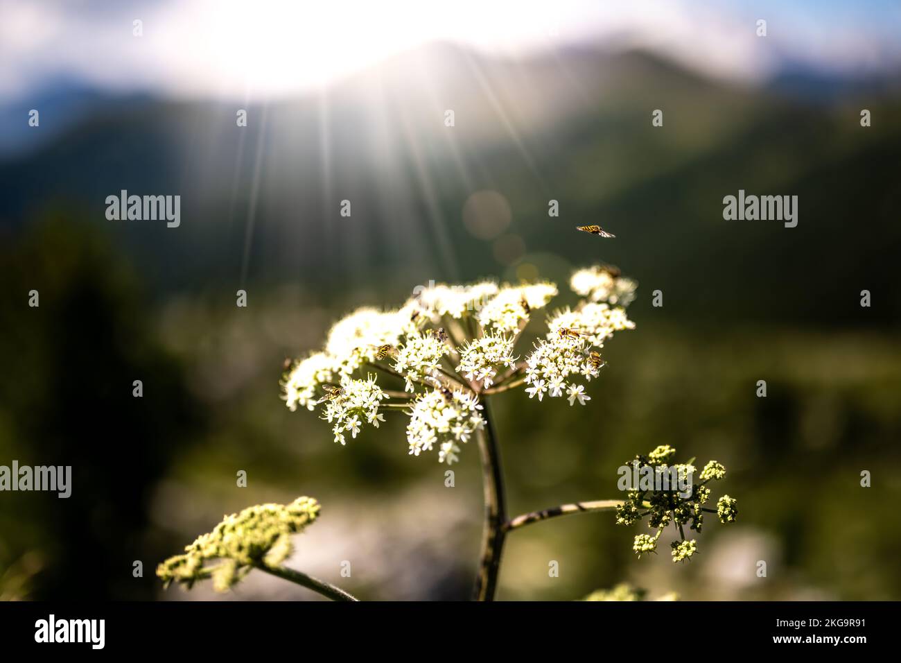 Descrizione: Insetti nutrire nektar su fiore bianco al mattino con il gruppo Marmolada sullo sfondo. Passo di Falzarego, Dolomiti, Alto Adige, Italia, Foto Stock