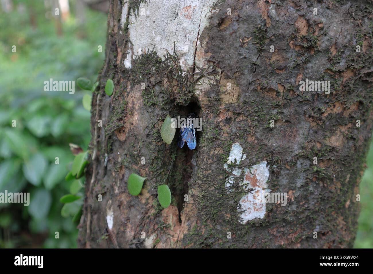 Una grande vespa nera entra in un piccolo buco alla superficie di un tronco di cocco verticale coperto con le alghe e licheni, felci Foto Stock