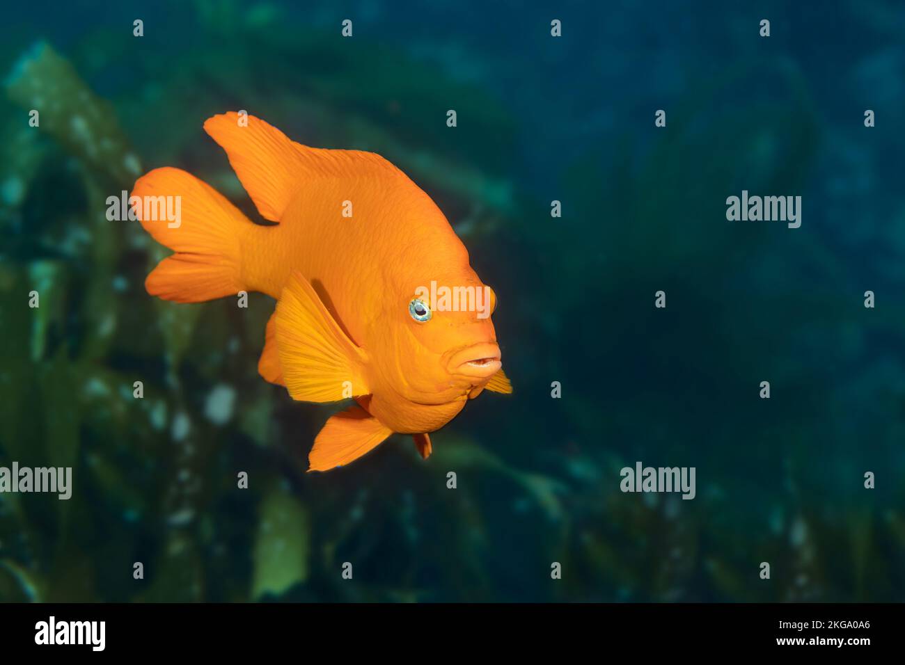 Un adulto arancio garibaldi fotografato nel suo ambiente naturale in un letto di kelp a Catalina Island. Foto Stock