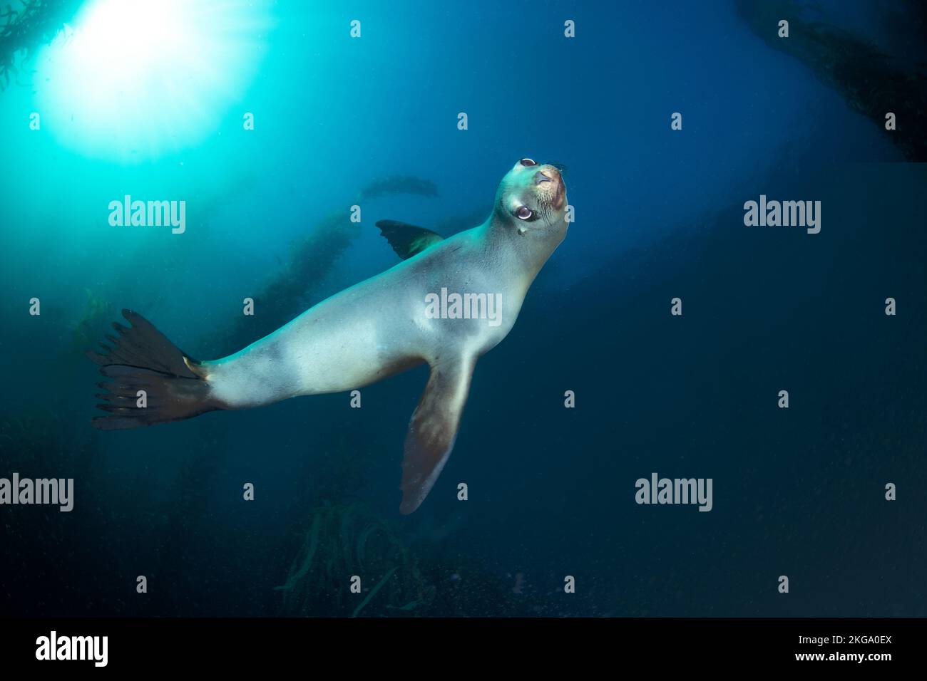 Un sealion nuota vicino a controllarmi fuori mentre mi siedo che spara un letto drammatico del kelp in acqua pulita. Foto Stock