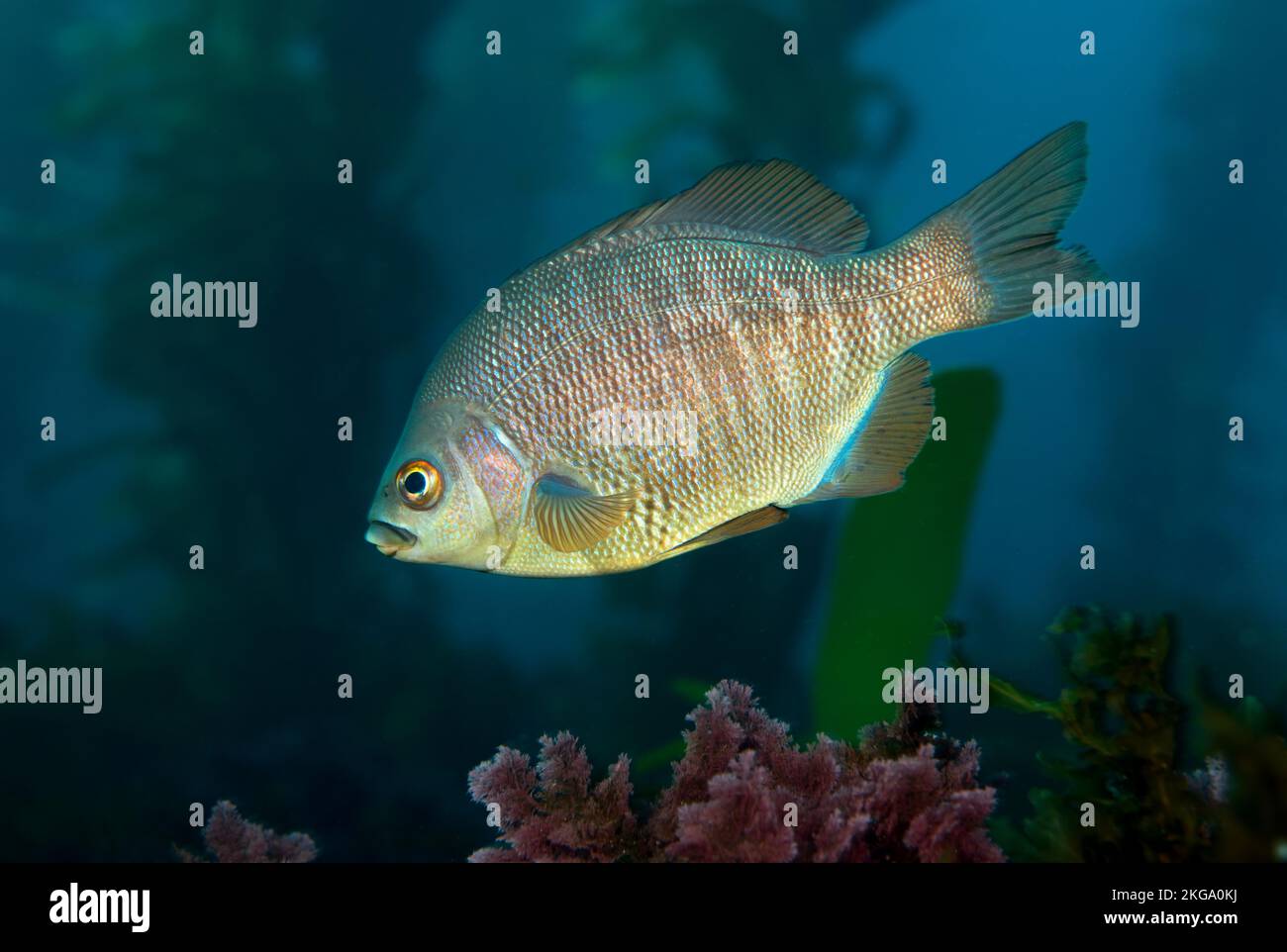 Nelle Isole del canale della California, un surf persico viene passato in una zona poco profonda di un letto di kelp. Si tratta di animali timidi e molto difficili da fotografare in th Foto Stock