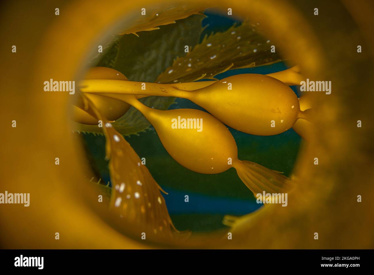 Immagine ravvicinata di un pneumatocista kelp, o vescica, che vengono utilizzati per booare kelp. Sparato attraverso un tubo riflettente per ottenere il riflesso curvo. Foto Stock
