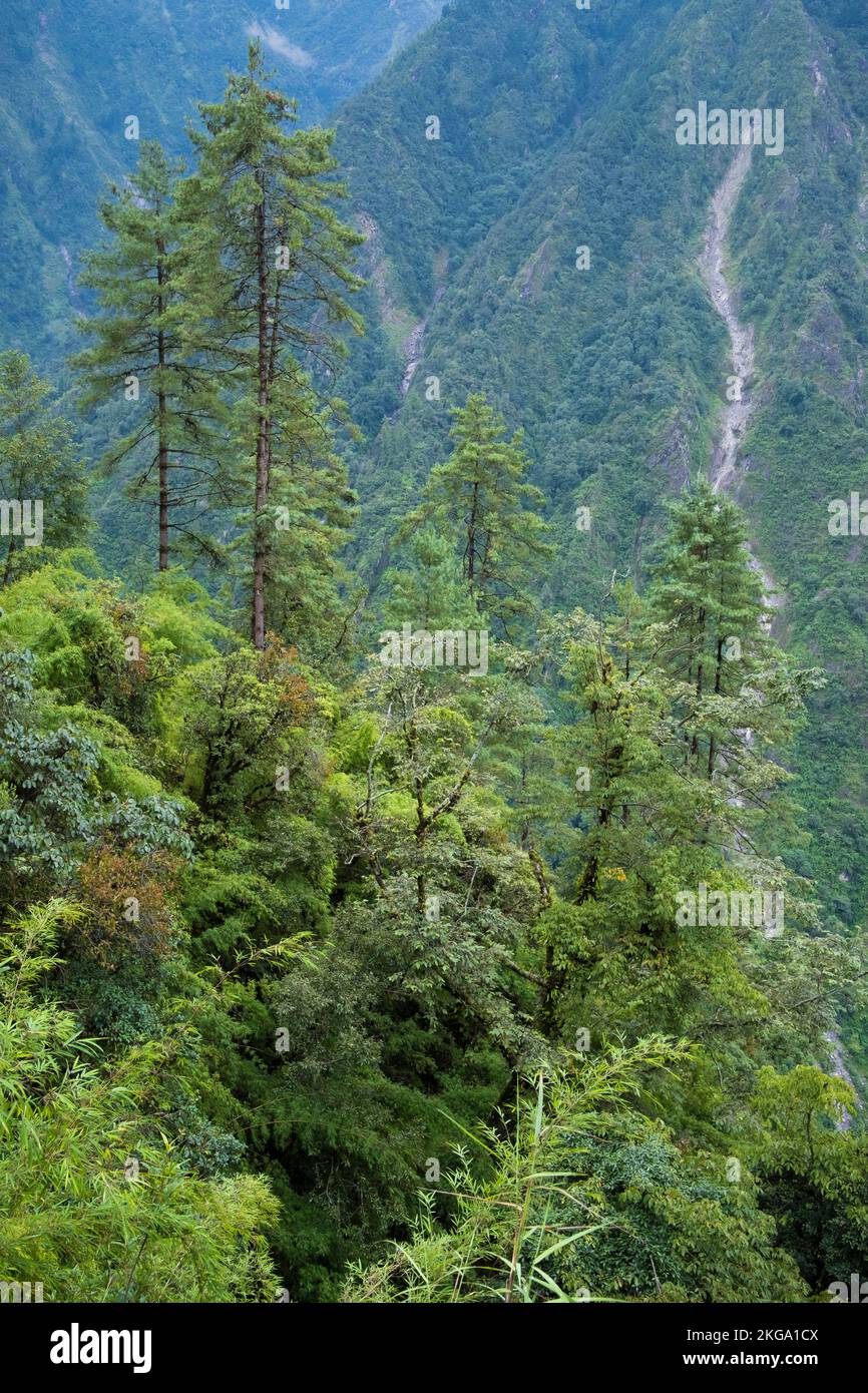 Foresta di montagna durante la stagione monsonica. Parco Nazionale di Langtang. Nepal. Foto Stock