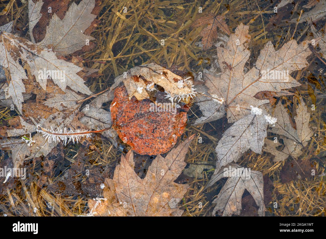 Modelli di ghiaccio in una pozza surgelata, Greater Sudbury, Ontario, Canada Foto Stock