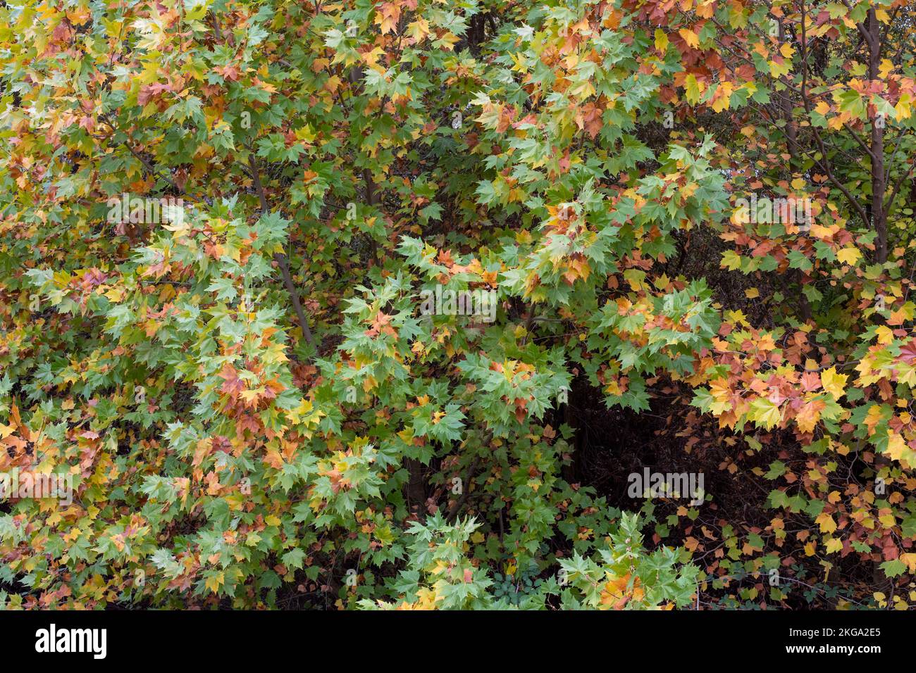 Hojas de diferentes colores de un bosque en otoño Foto Stock