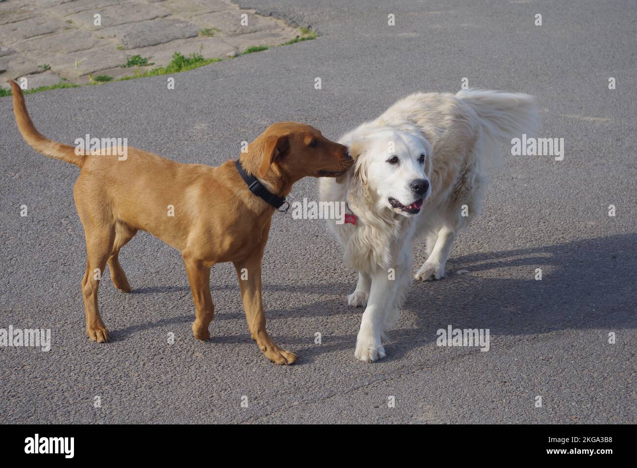 Due cani Foto Stock
