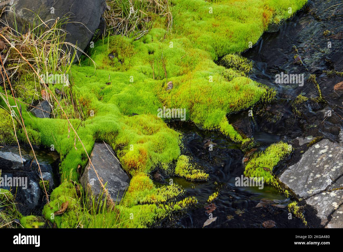 Pohlia muschia intorno ad un piccolo torrente primaverile, Greater Sudbury, Ontario, Canada Foto Stock