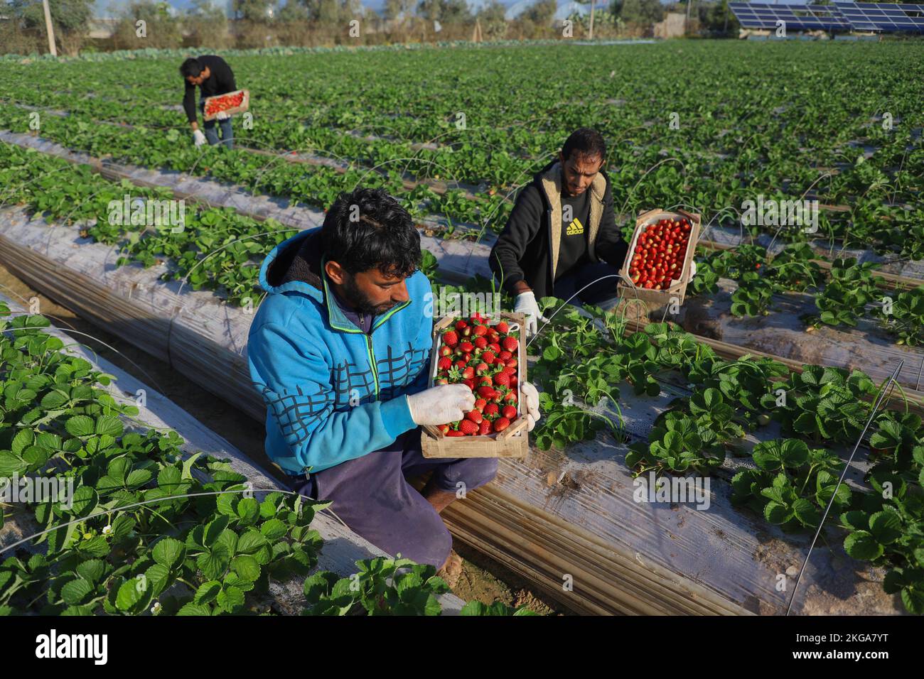 Gaza. 19th Nov 2022. Gli agricoltori raccolgono fragole in un campo vicino alla città settentrionale della striscia di Gaza di Beit Lahia, il 19 novembre 2022. Nonostante la vendemmia, i coltivatori di frutta di Gazan, di fronte alla concorrenza di prodotti israeliani più economici, vedono soltanto un quadro tetro per il loro business quest'anno. PER ANDARE CON 'Roundup: Gazan coltivatori di frutta che perdono fuori in mezzo alla concorrenza dai prodotti israeliani' credito: Rizek Abdeljawad/Xinhua/Alamy Live News Foto Stock