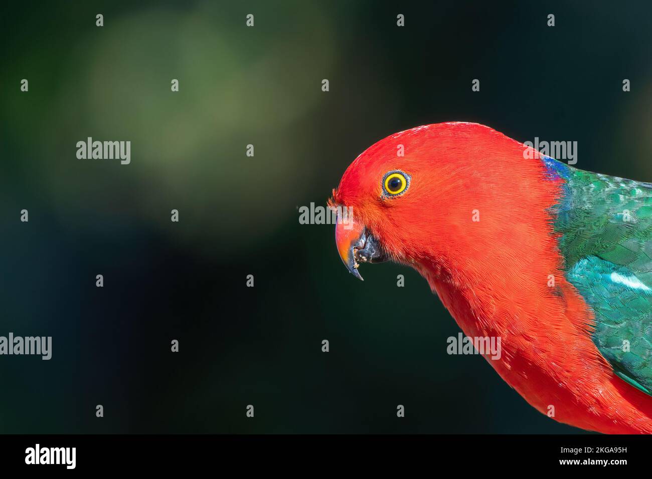 Ritratto del re australiano pappagallo (Alisterus scapularis) Foto Stock