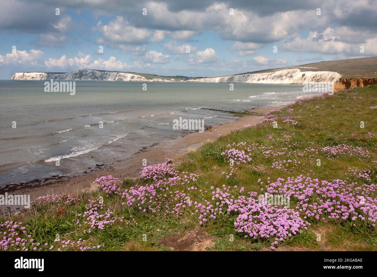 Baia di acqua dolce dalle scogliere di Compton coperte di purple Sea Thrift (armeria maritima), Isola di Wight, Hampshire, Inghilterra Foto Stock