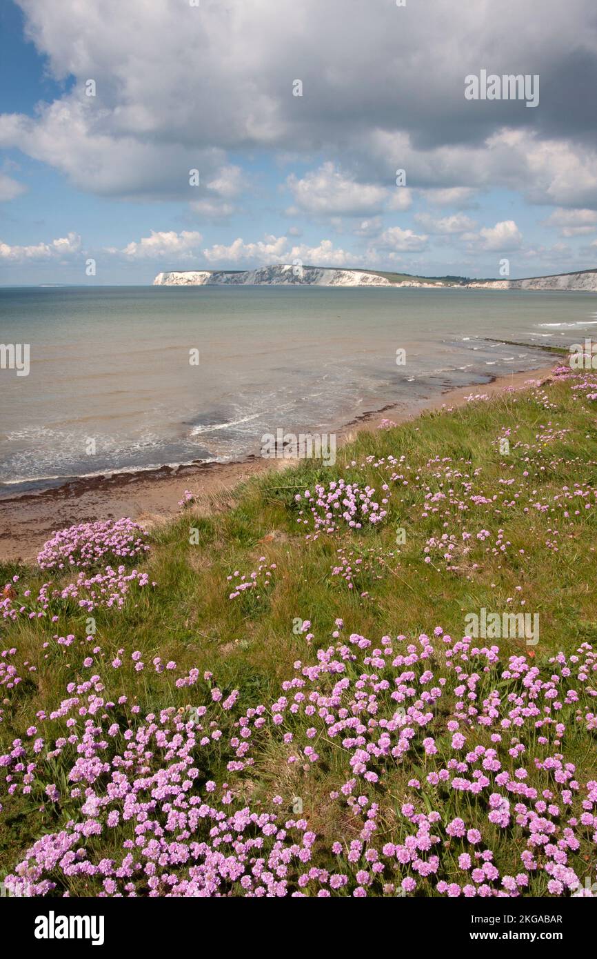 Baia di acqua dolce dalle scogliere di Compton coperte di purple Sea Thrift (armeria maritima), Isola di Wight, Hampshire, Inghilterra Foto Stock