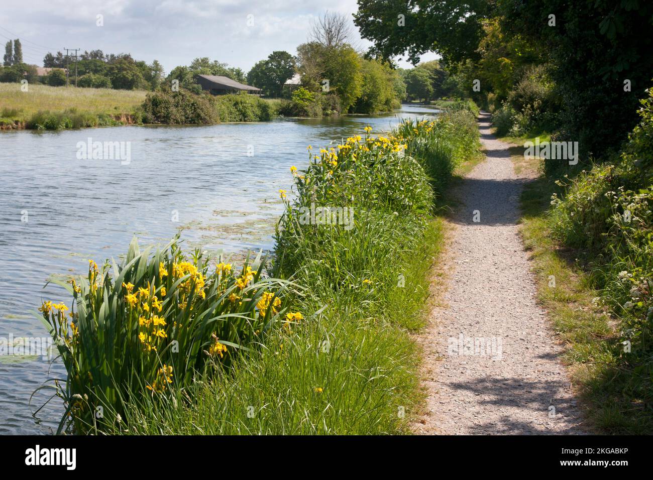 Canale Chichester e alzaia sulla linea tranviaria Selsey con iris pseudacorus (bandiera gialla) che cresce sulla riva del canale, Sussex occidentale, Inghilterra Foto Stock