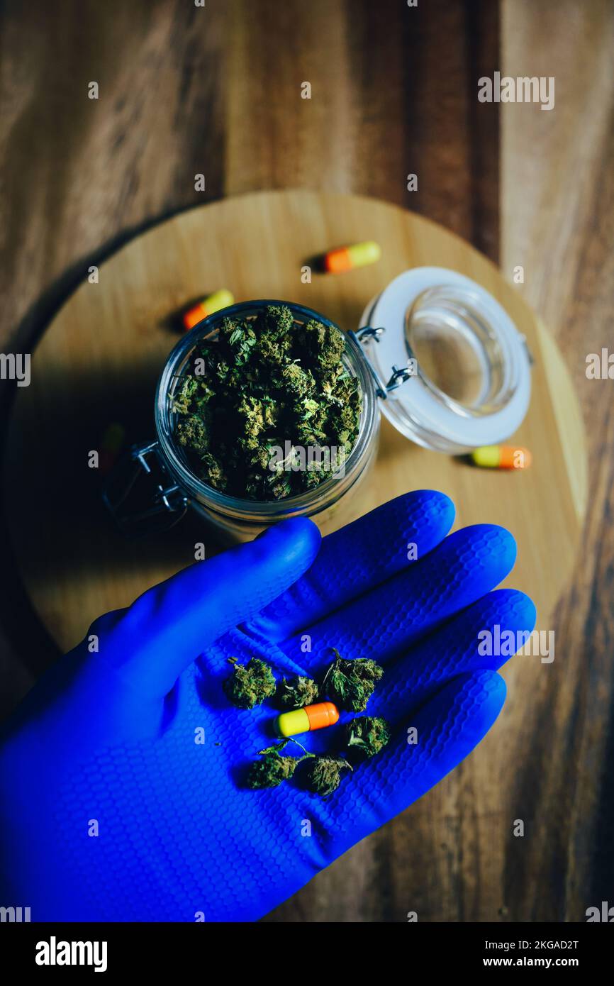 Marijuana in medicina e trattamento. La marijuana germoglia nelle mani di un medico, uno scienziato della pillola. I guanti blu contengono farmaci. Dormire e rilassarsi, mal di testa Foto Stock